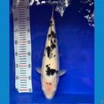 BUL 38cm