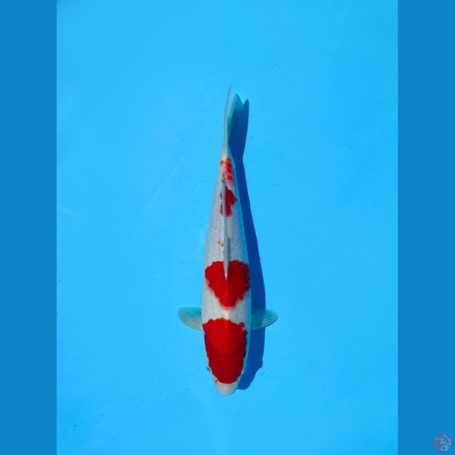 kohaku 29 cm M