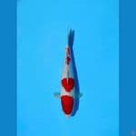 kohaku 29 cm M 