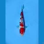 kohaku 29 cm 