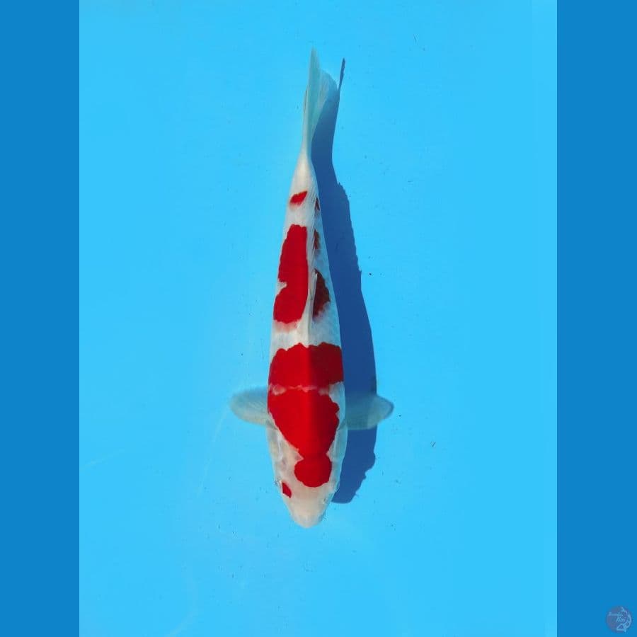 kohaku 29 cm