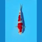 kohaku 29 cm 