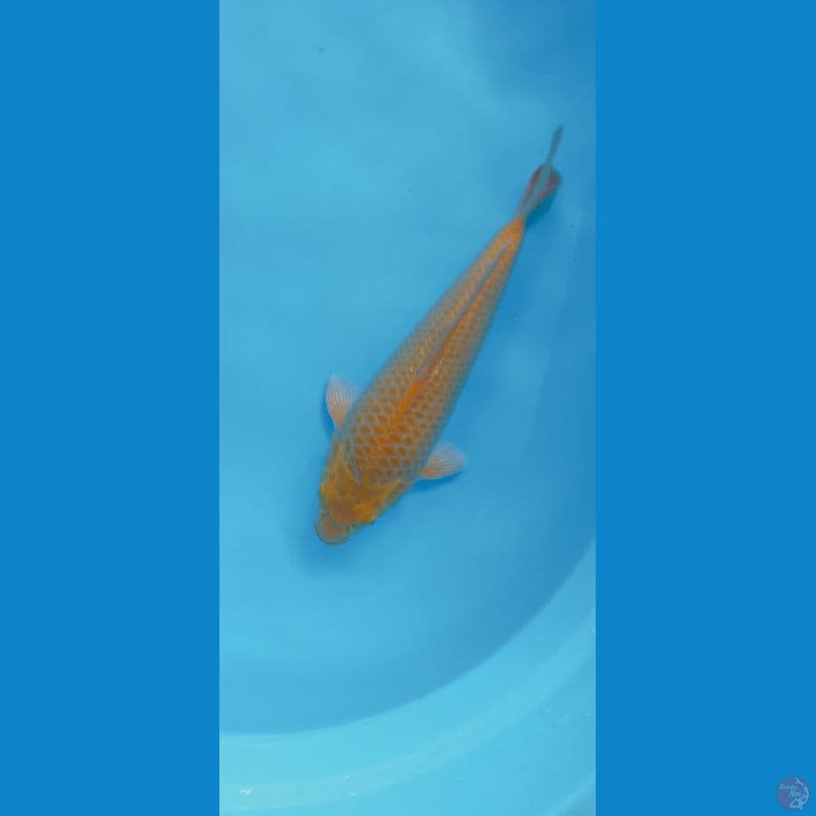 KARASI CORN 28CM MALE
