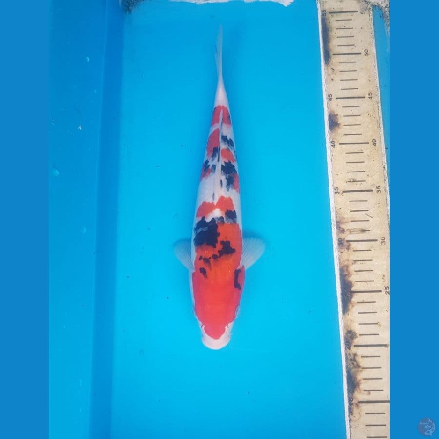 sanke 31cm