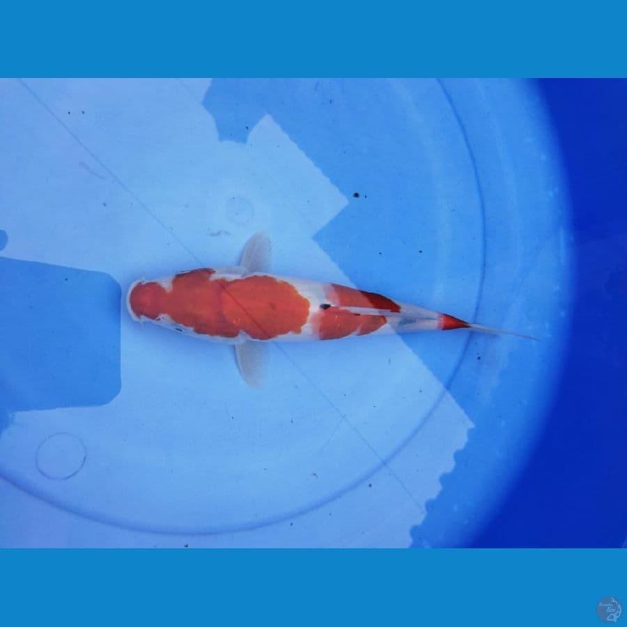 sanke 26cm