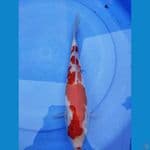 kohaku 30cm