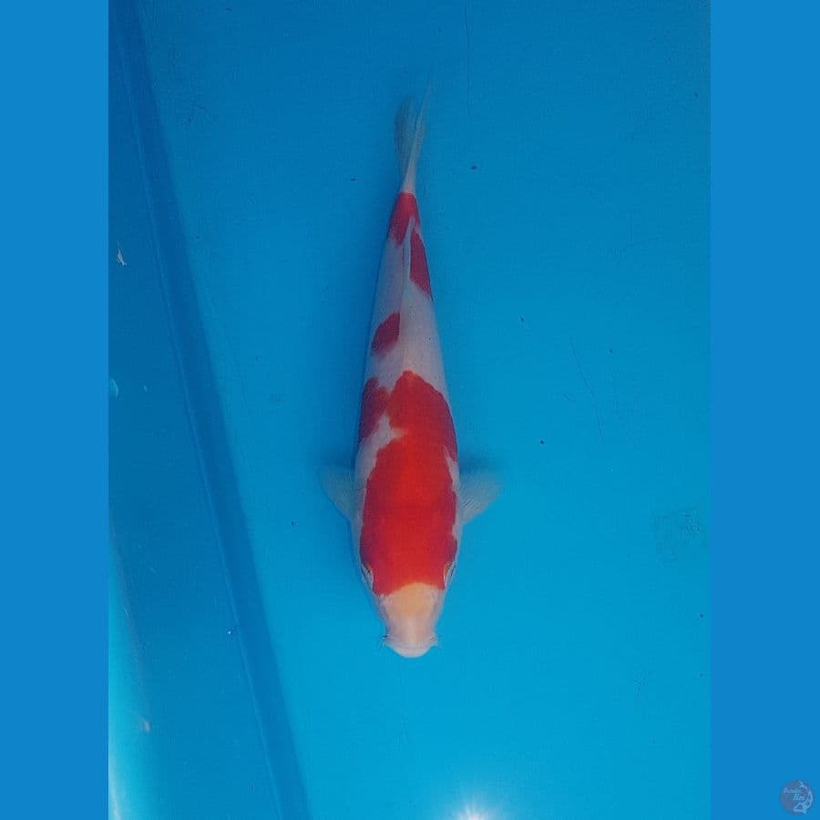 kohaku 21cm