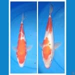 2kohaku 33cm
