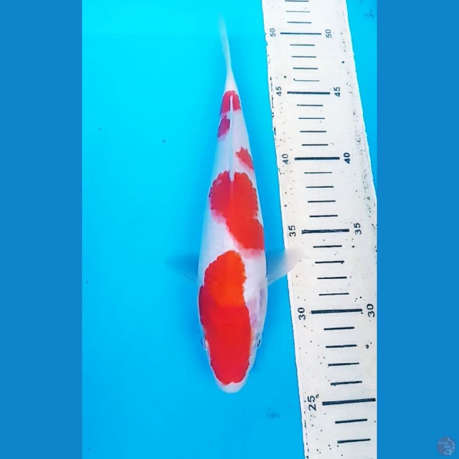 BABY KUHAKU 23 CM / F