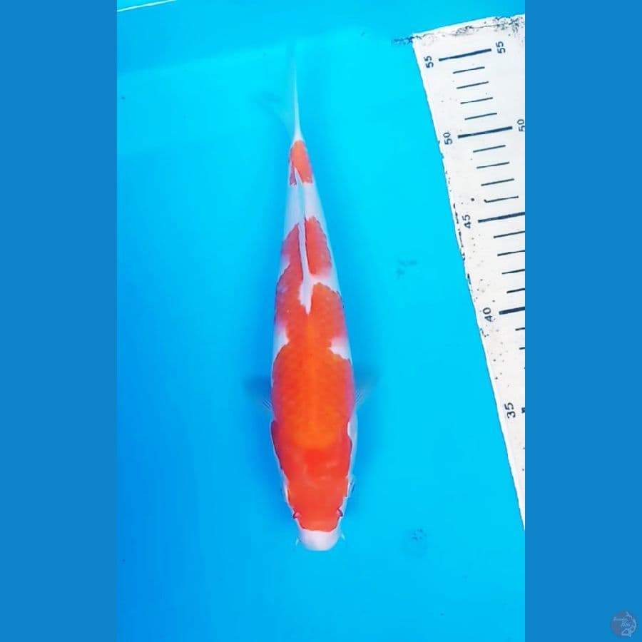 KUHAKU 25 CM / F