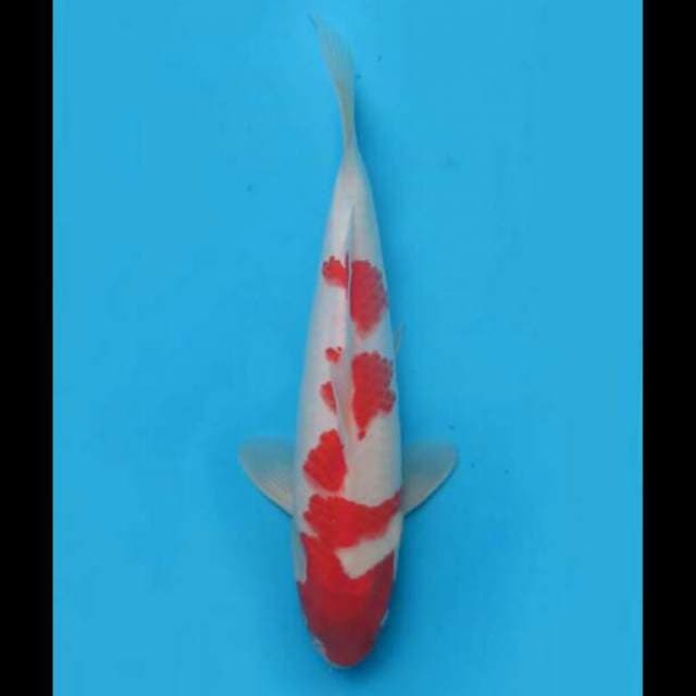 32cm Male - Kohaku Zig Zag Ori