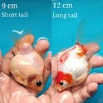 2 ekor tamasaba Short & Long Tail