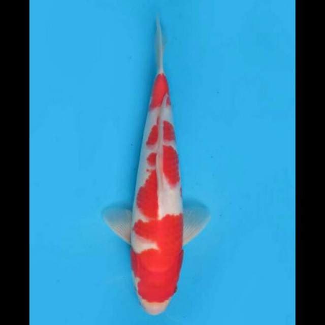 32cm Male - F1 Kohaku Ori Pola 