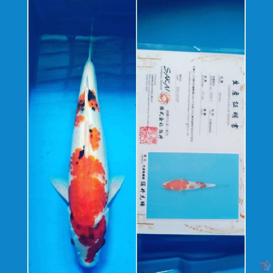 showa sakai 40cm  import serti