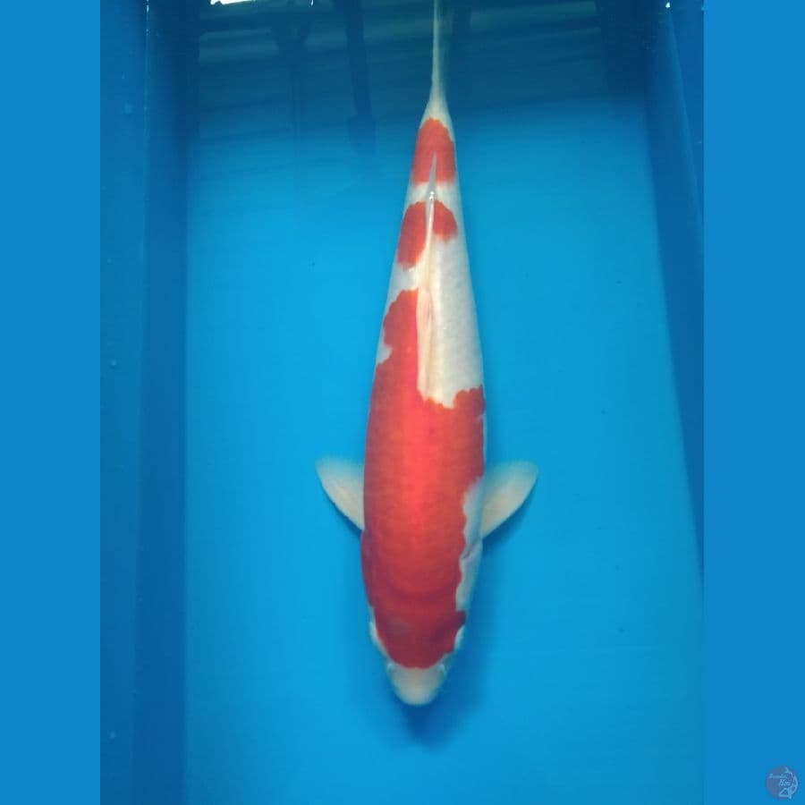 kohaku HQ 35cm Male