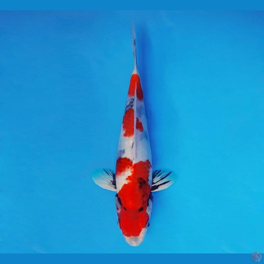SATAN 4 ~ Showa Evolution SPC 23 cm/male ™