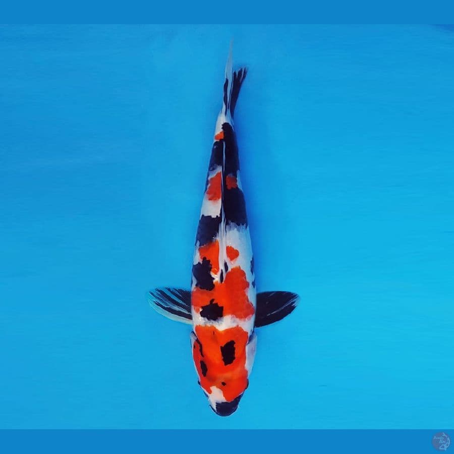 SATAN 5 ~ Showa Evolution 35 cm/fm ™
