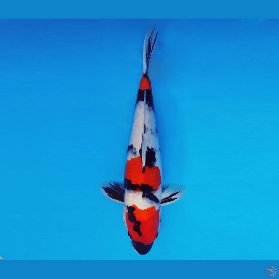 SATAN 16 ~ Showa Evolution 33 cm/male ™