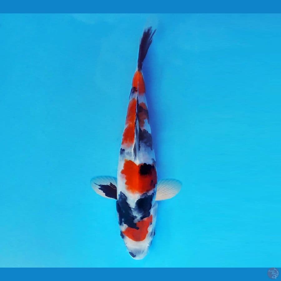 SATAN 17 ~ Showa Evolution 18 cm/fm ™