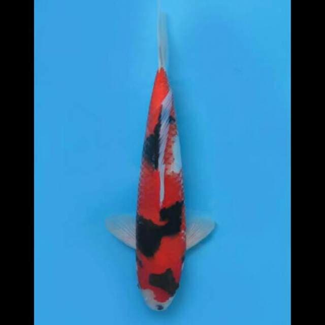 32cm Male - Hi Showa Halus 