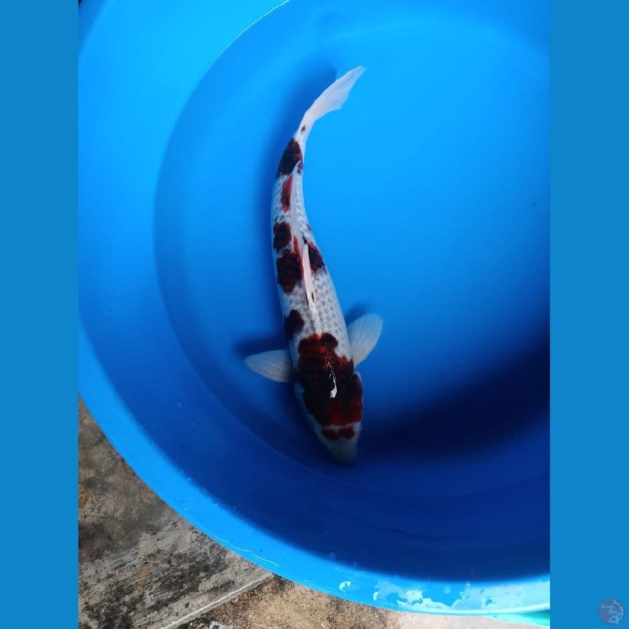 ai goromo kanoko 45 cm