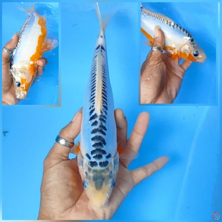 susui 25 cm ring rapi