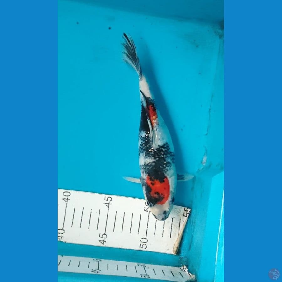 tamasaba 24 cm
