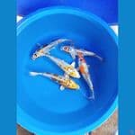 paket 5 ekor 27-30 kiko