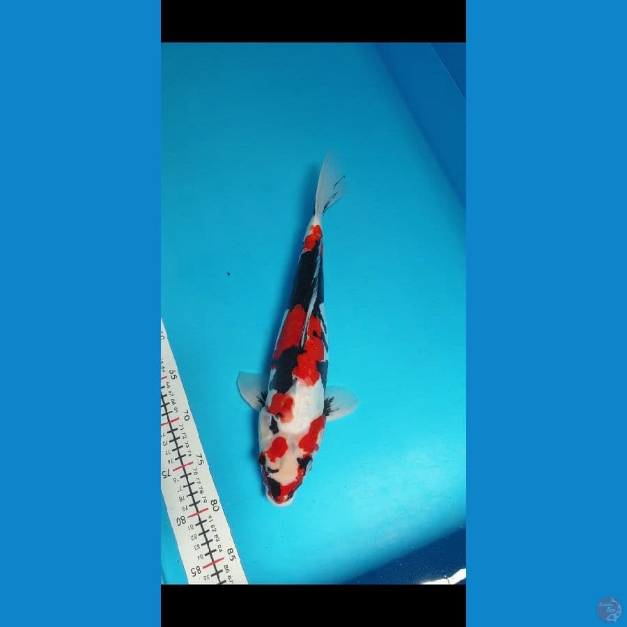 SHOWA DOITSU 40CM