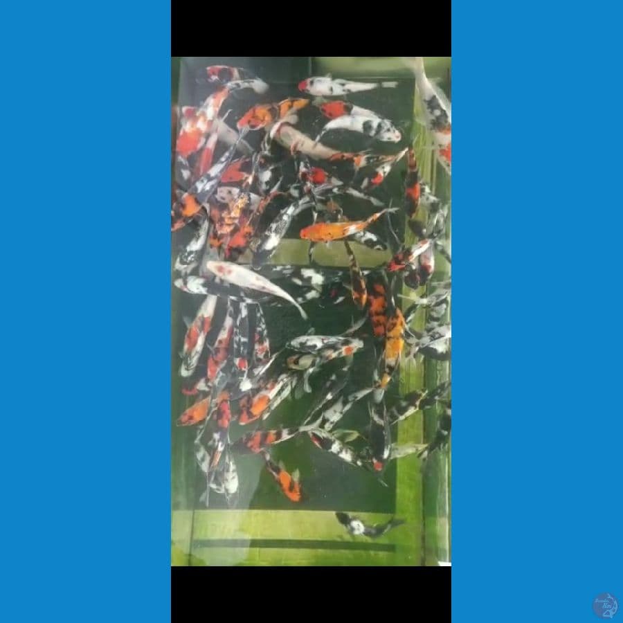 showa shiro mix gindrin 80 ekor