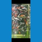 showa shiro mix gindrin 80 ekor