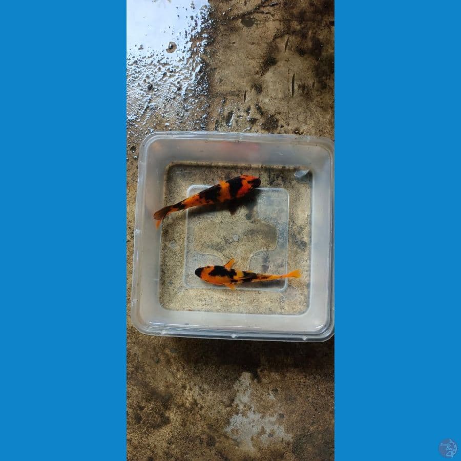 hiu 13-12cm