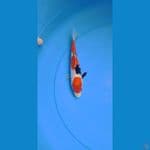 showa tategoi 20 cm