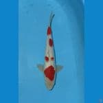 m35cm ori