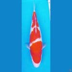 Kohaku Original 35 CM 