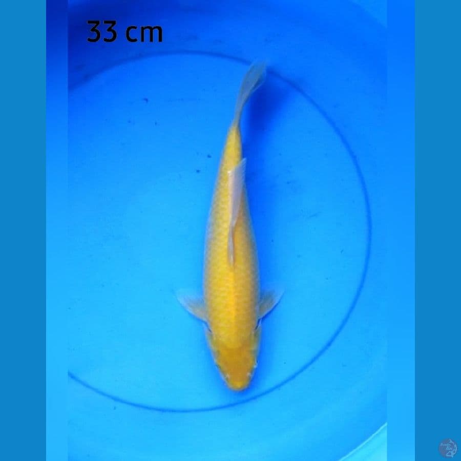 Karashi mata merah 33 cm