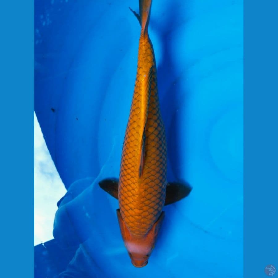 chagoi 42cm body tebal