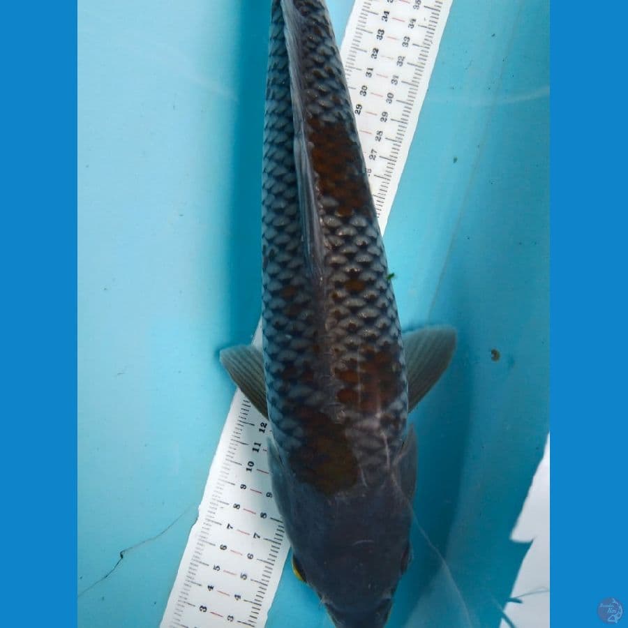 ochiba 38cm