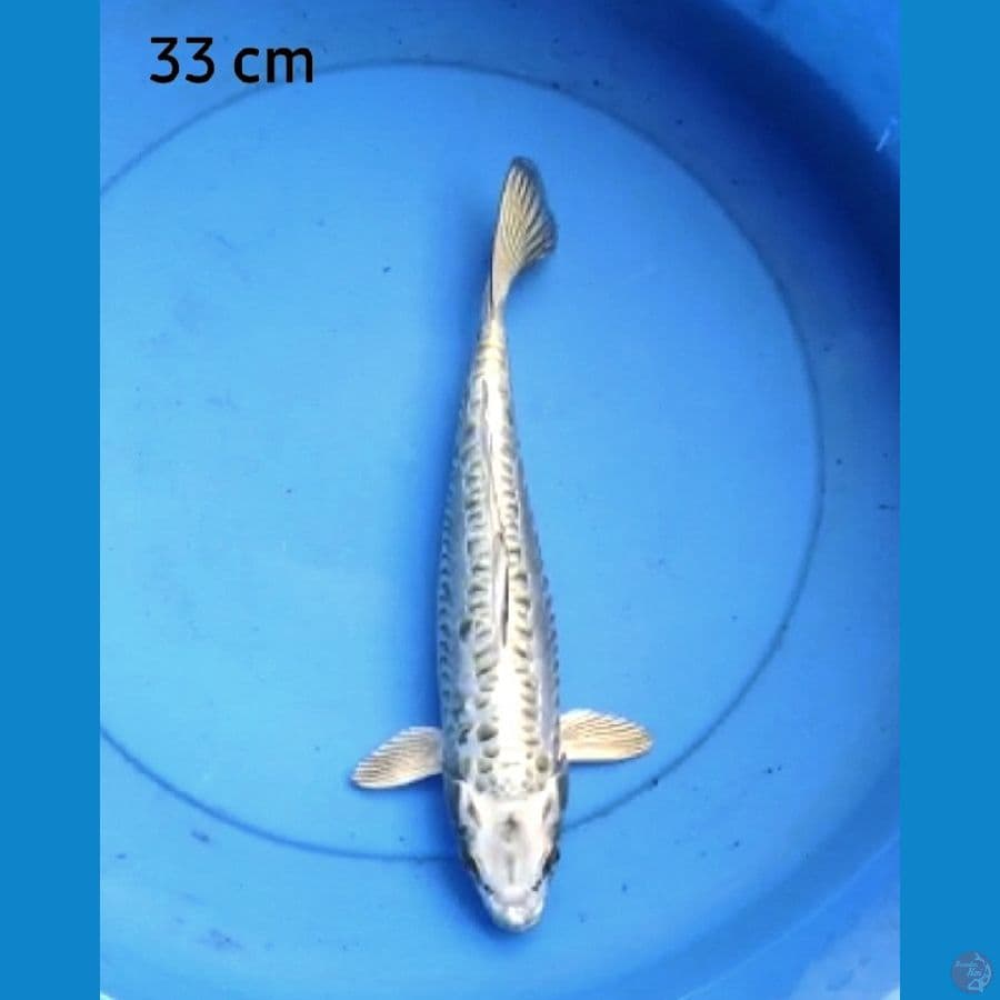 Mukashi aragoke 33 cm