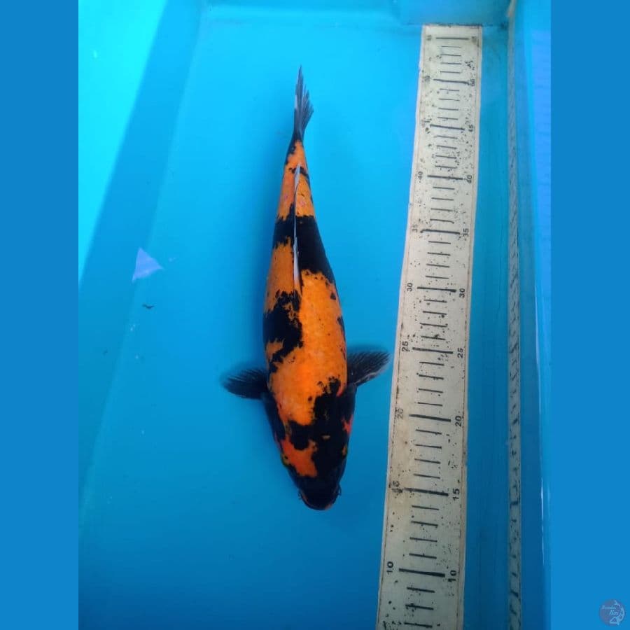 utsuri 33cm female