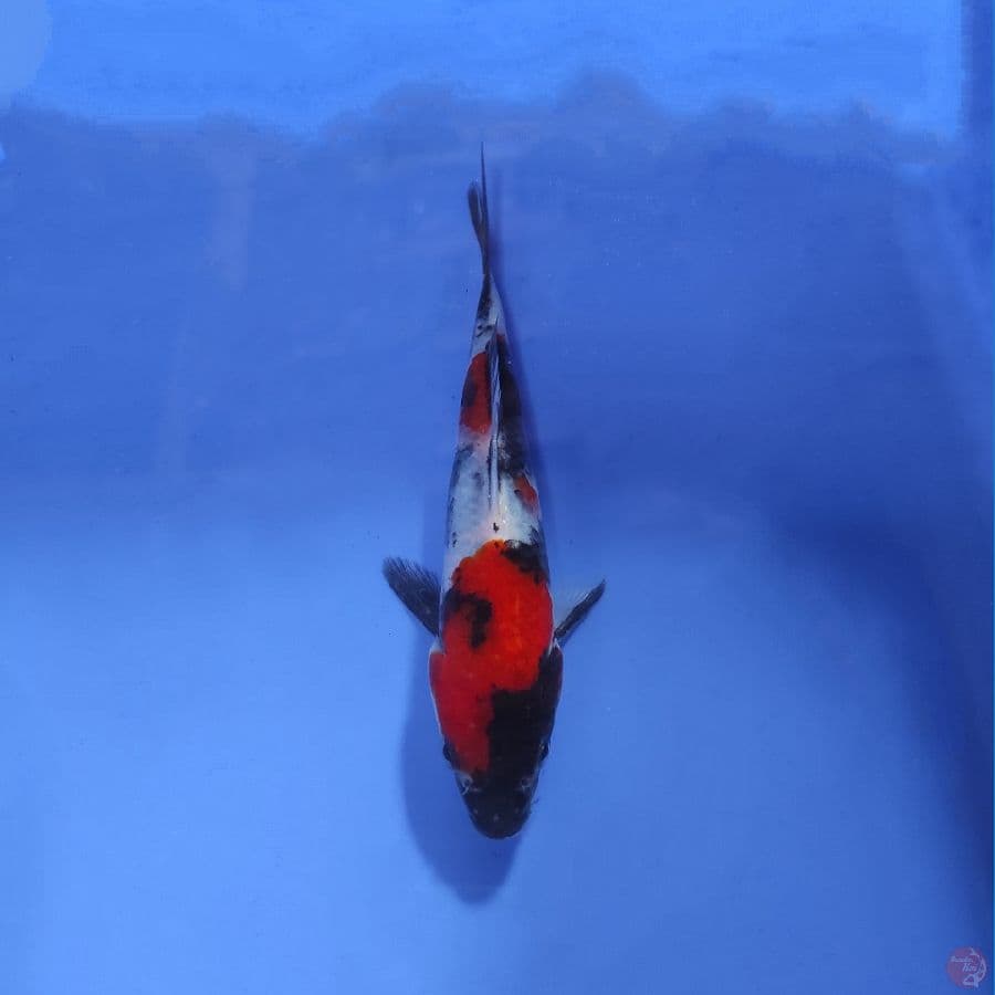 showa 2 step red strong 12CM