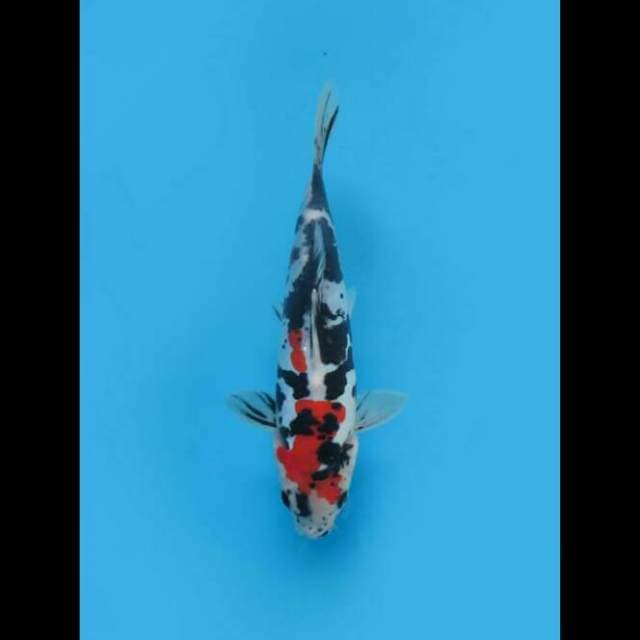 25cm Male - Tiger Showa Doitsu Murni 