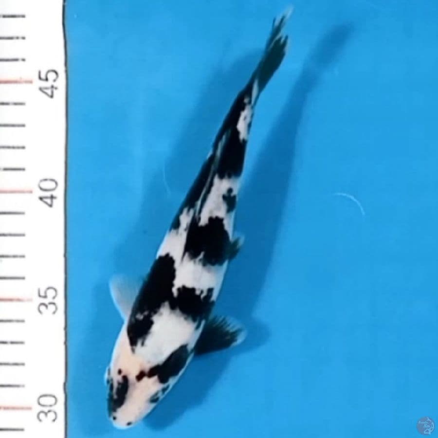 Zebra 17CM