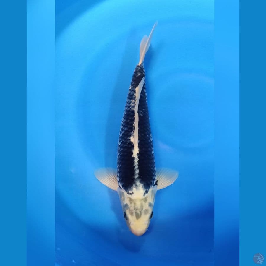 MATSUKAWABAKE 41cm male