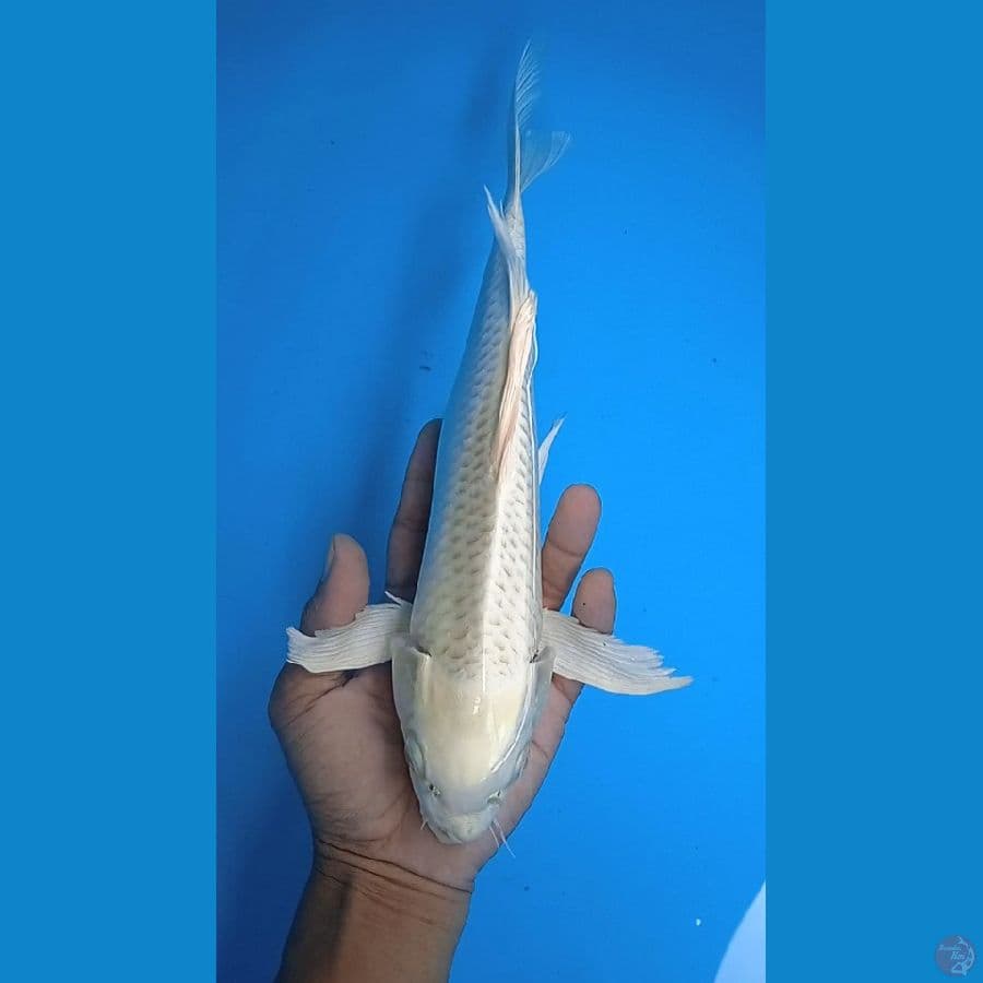 kumpay platinum size : 32 cm jantan 