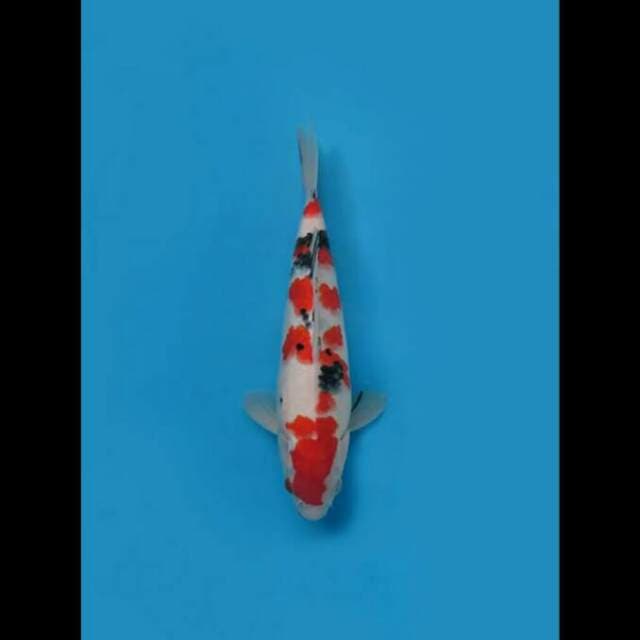 30cm Female - Sakura Sanke Ori 