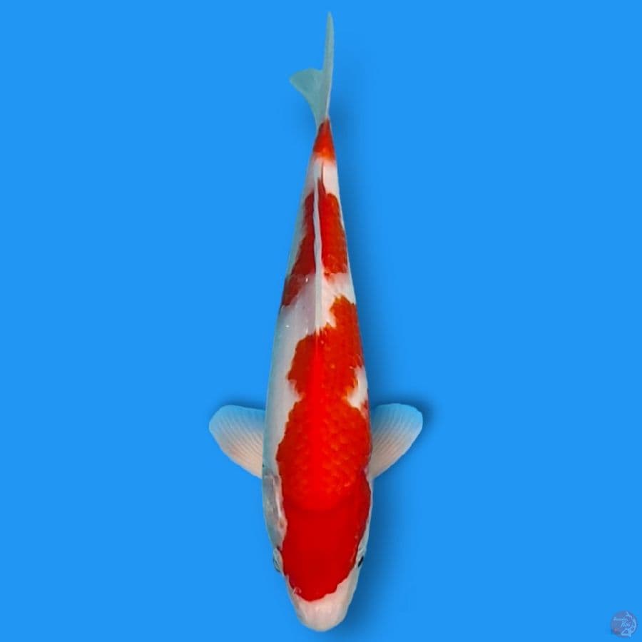 kohaku 23cm