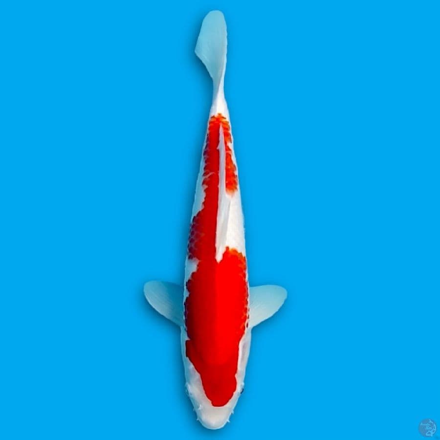 kohaku 35cm