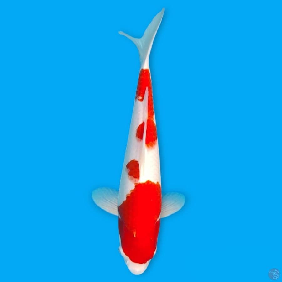 kohaku 34cm