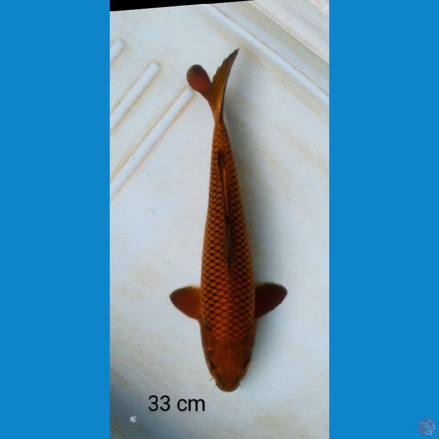 chagoi tembaga male 33 cm